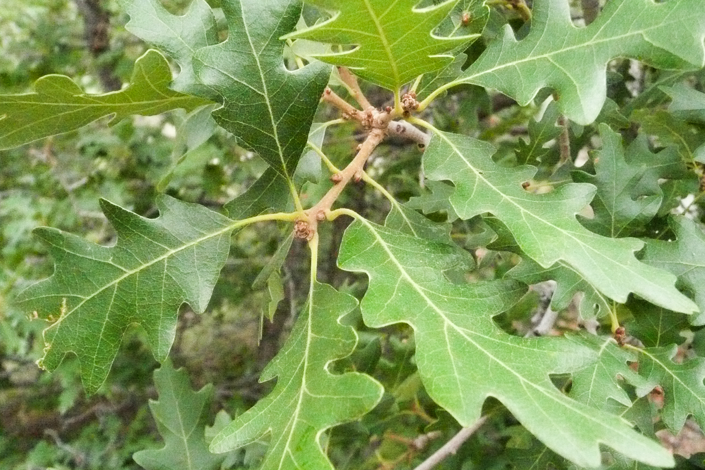 Scrub Oak
